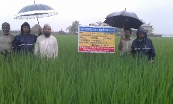 চাষী পযার্য়ে উন্নত মানের ধান, গম ও পাট বীজ উৎপাদন, সংরক্ষণ ও বিতরণ (২য় পর্যায়) প্রকল্প